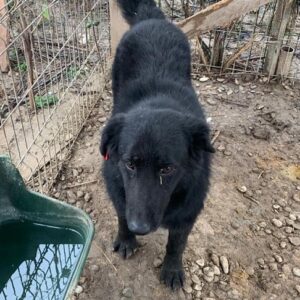 HOLLY - reserviert PVA - vermittelt