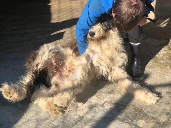 YETI - reserviert Manuela vermittelt – Bild 11