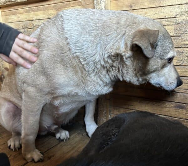 SIR HENRY (♂) – Bild 4