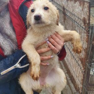 PIMBA - reserviert Hundescheune Fläming - vermittelt