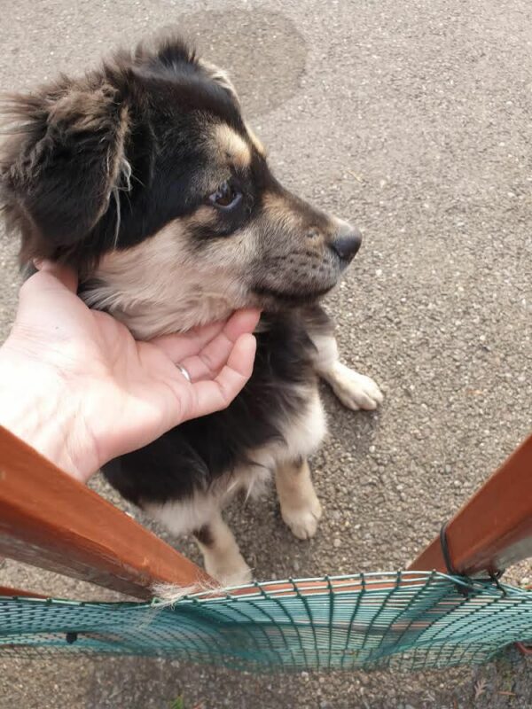 BUBBA - Beißvorfall - reserviert Second Chance Dogs - vermittelt – Bild 4