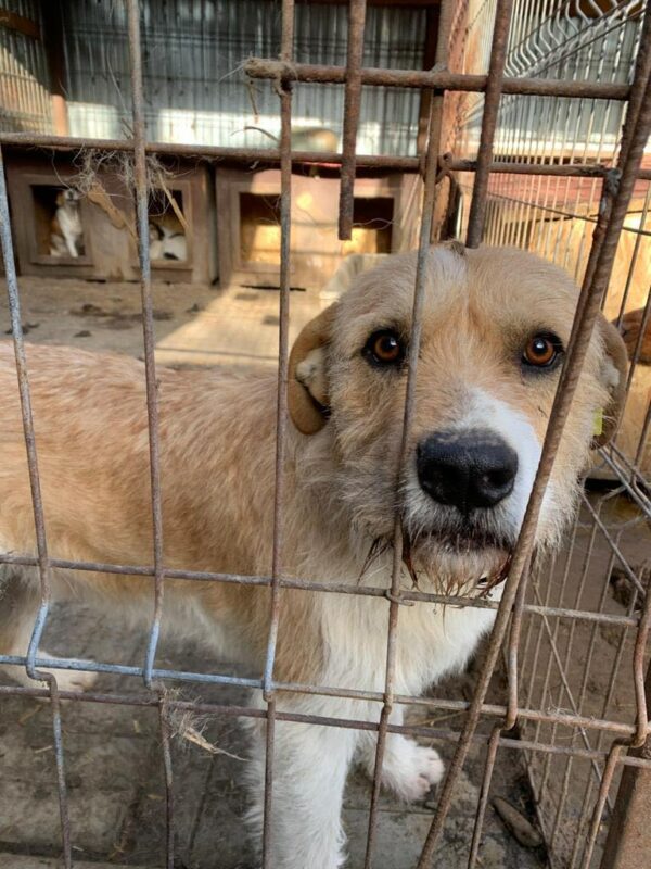 MIKO - reserviert Tierhilfe Lebenswert DR - vermittelt