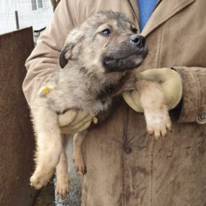 BOBBY - reserviert NadineH  - vermittelt