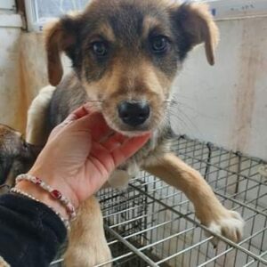 DJANGO - reserviert TH Andernach - vermittelt