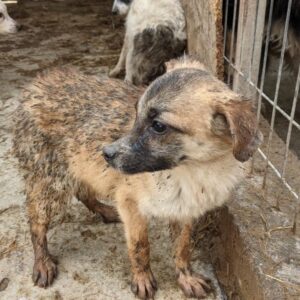 SENJA - reserviert Hundescheune Fläming - vermittelt