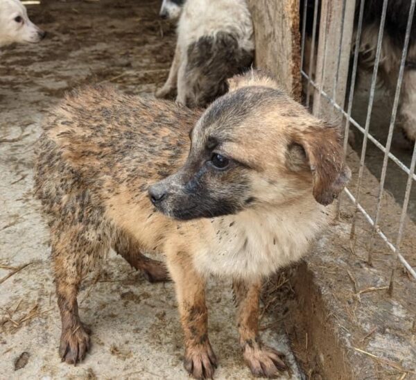 SENJA - reserviert Hundescheune Fläming - vermittelt