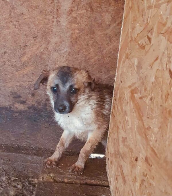 SENJA - reserviert Hundescheune Fläming - vermittelt – Bild 2