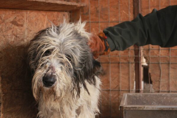 YETI - reserviert Manuela vermittelt – Bild 23