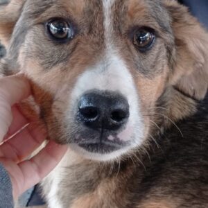 YLVIE - reserviert Hundescheune Fläming - vermittelt