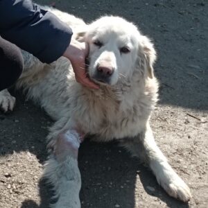 TINKERBELL - reserviert Manuela - vermittelt