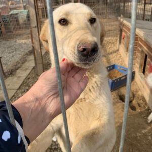 KASSANDRA - reserviert Tierhilfe Lebenswert DR - vermittelt