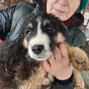 TIFFY - auf Pflegestelle in PLZ 2 - AW *reserviert* - vermittelt