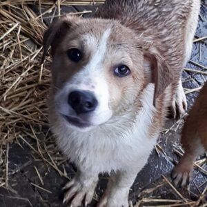 ERIK - reserviert Hundescheune Fläming - vermittelt