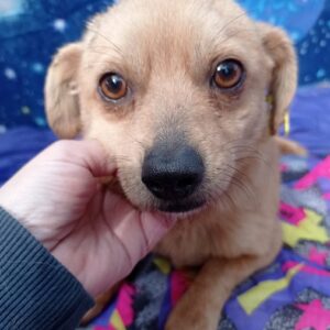 KNOPF - reserviert 4animals - vermittelt