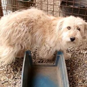 FLY - reseviert Hundescheune Fläming - vermittelt