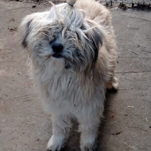 LITTLEFOOT - reserviert MfTL (Silke) - vermittelt