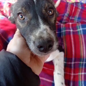 ASHANTI - reserviert Second Chance Dogs - vermittelt