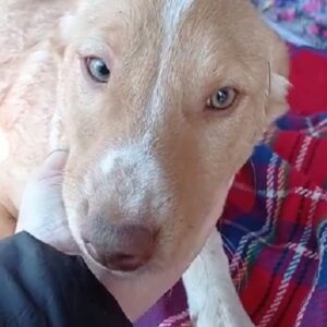 SANDRO - reserviert 4animals - vermittelt