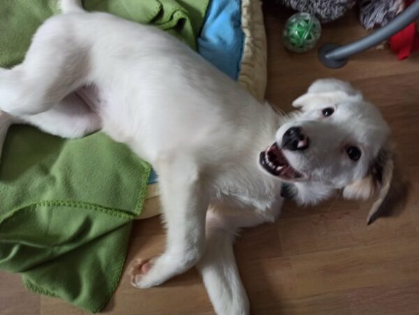 Molly in 60435 Frankfurt am Main – Bild 10