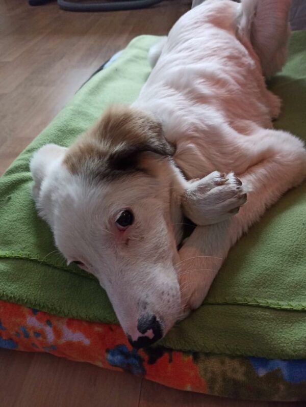 Molly in 60435 Frankfurt am Main – Bild 12