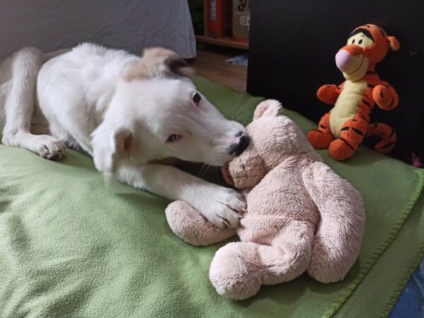Molly in 60435 Frankfurt am Main – Bild 14