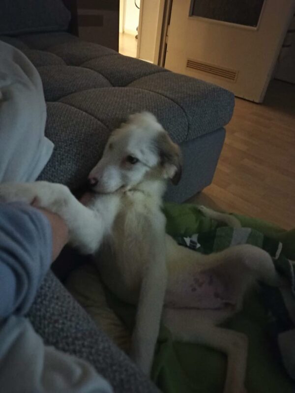 Molly in 60435 Frankfurt am Main – Bild 2