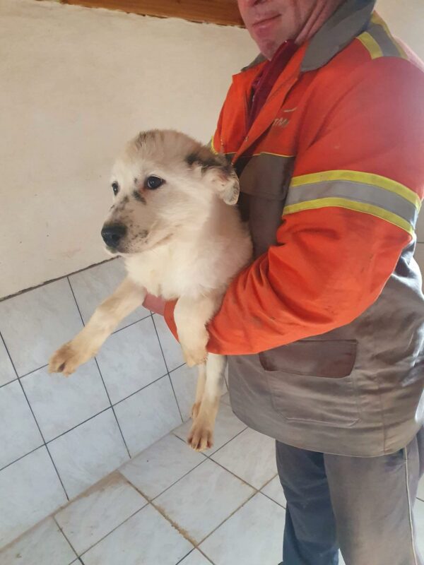 FRED - reserviert Hundescheune Fläming - vermittelt – Bild 2