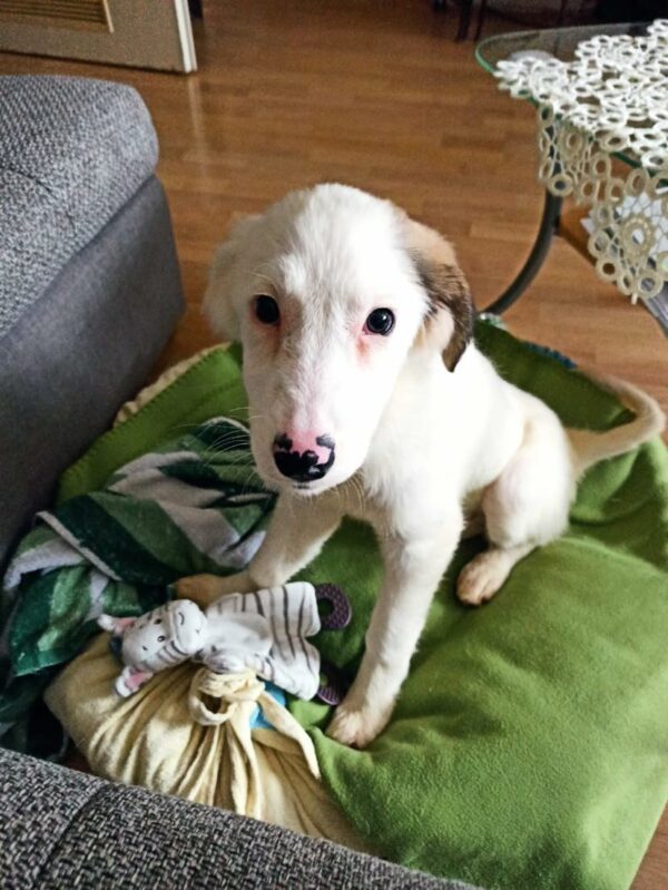 Molly in 60435 Frankfurt am Main – Bild 3