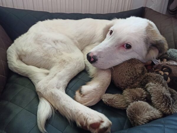 Molly in 60435 Frankfurt am Main – Bild 13