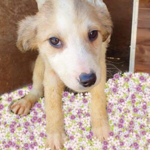 ANDRES - reserviert Hundescheune Fläming - vermittelt