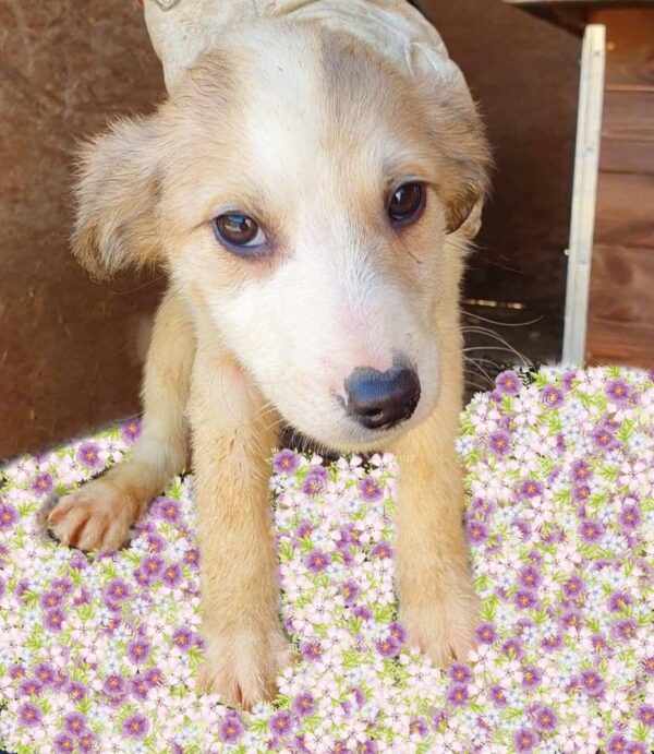 ANDRES - reserviert Hundescheune Fläming - vermittelt