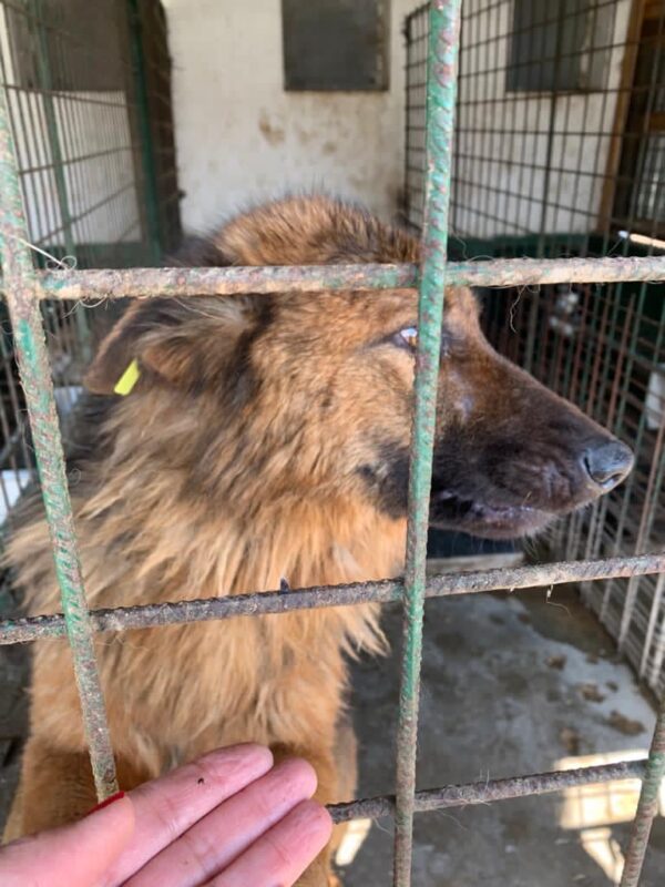 SHEYLA - reserviert 4animals - vermittelt – Bild 2