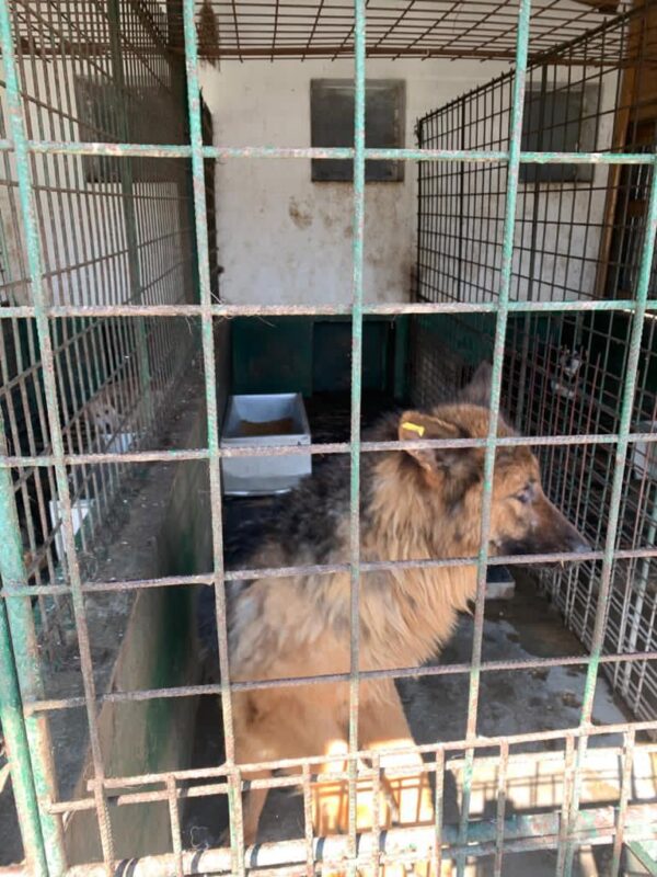 SHEYLA - reserviert 4animals - vermittelt – Bild 4