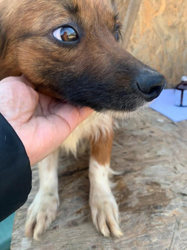 SINA - reserviert Tierhilfe Lebenswert DR - vermittelt – Bild 3