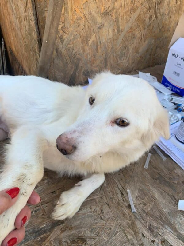 BELLA (ELSA) - reserviert Tierhilfe Lebenswert DR - vermittelt – Bild 2