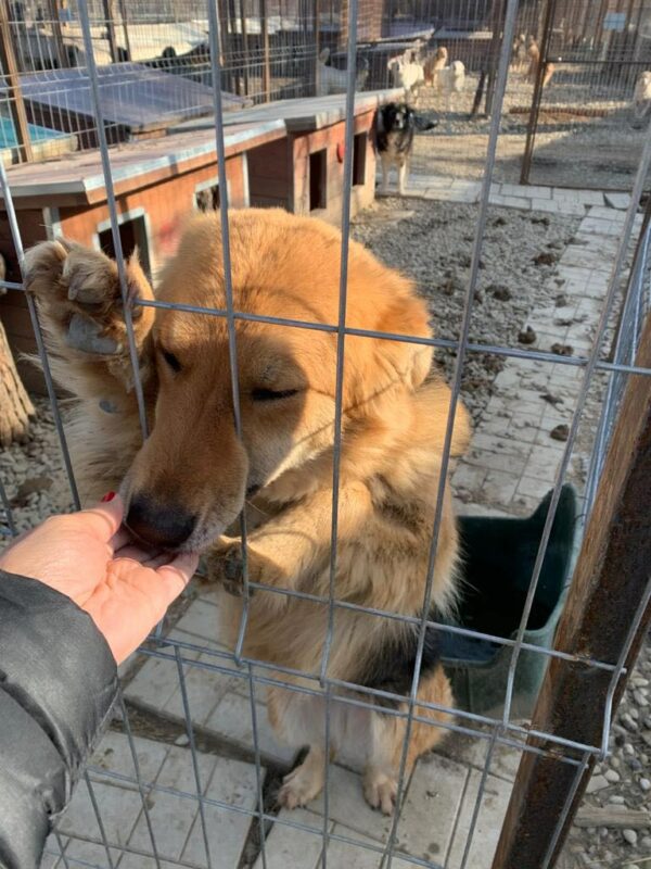 PAULA - reserviert Tierhilfe Lebenswert DR - vermittelt – Bild 4