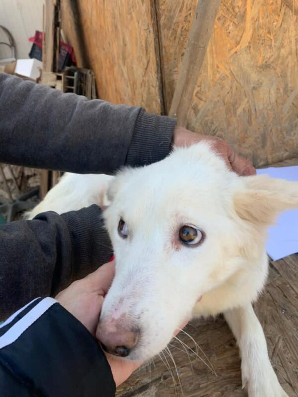 BELLA (ELSA) - reserviert Tierhilfe Lebenswert DR - vermittelt – Bild 5
