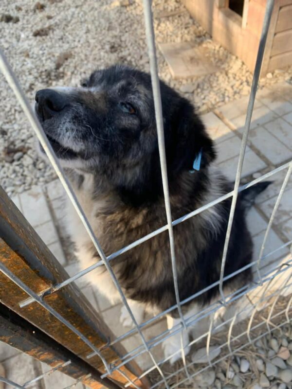 TRUFFO - reserviert Tierhilfe Lebenswert DR - vermittelt – Bild 2