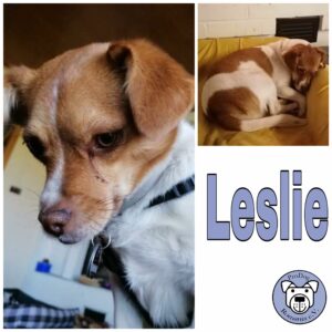 LESLIE - Gnadenplatzhund seit dem 11.10.2019