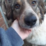 Meraba - Gnadenplatzhund seit Januar 2021