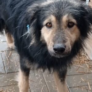 LUCAS - vermittelt Betty