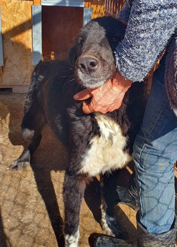ANTONIA - reserviert Tierhilfe Lebenswert DR - vermittelt – Bild 3