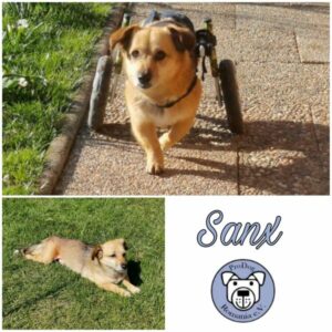 SANX - Gnadenplatzhund seit dem 05.02.2021