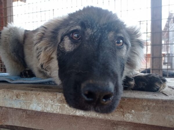 MATTI - reserviert Hundescheune Fläming - vermittelt – Bild 5