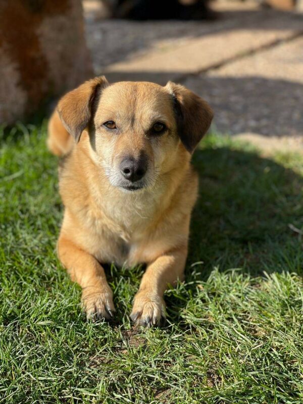 SANX - Gnadenplatzhund seit dem 05.02.2021 – Bild 2
