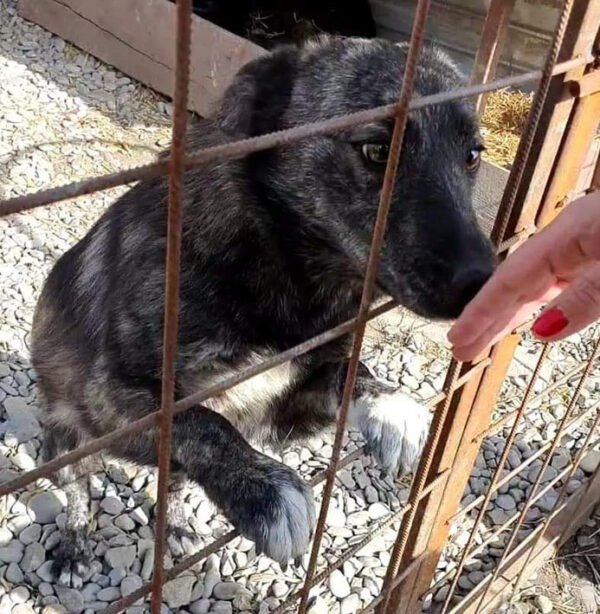 YOLA - reserviert Tierhilfe Lebenswert DR - vermittelt – Bild 2