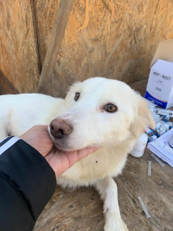 BELLA (ELSA) - reserviert Tierhilfe Lebenswert DR - vermittelt