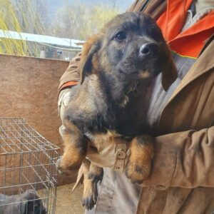 HERMINE - reserviert ES (Betty) - vermittelt