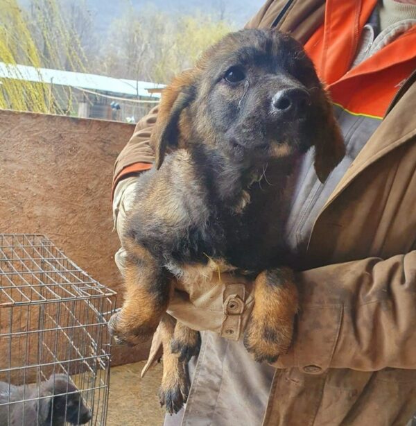 HERMINE - reserviert ES (Betty) - vermittelt