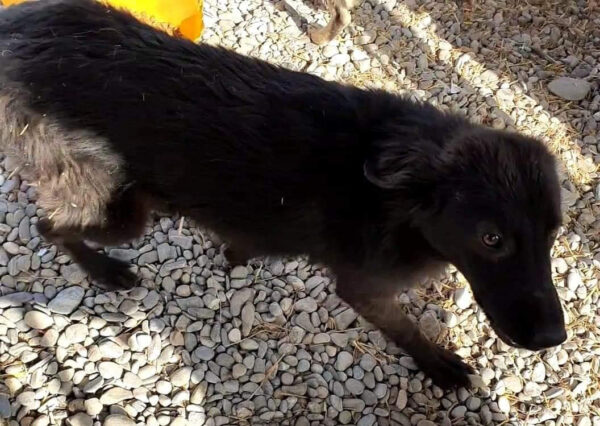 FREYA - reserviert Tierhilfe Lebenswert DR - vermittelt – Bild 3